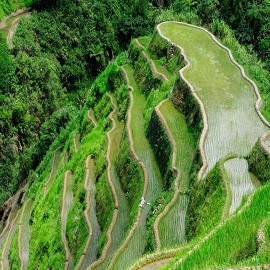 Tegalalang Rice Terrace 