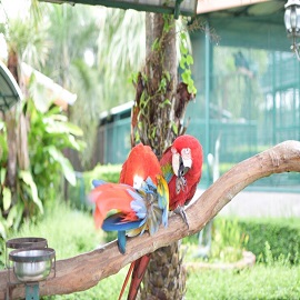 Bali Bird Park