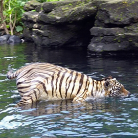 Bali Safari and Marine Park