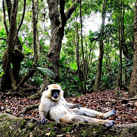 Monkey Forest Ubud