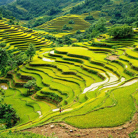 Tegallalang Rice Terrace