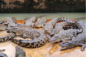 penangkaran buaya asam kumbang medan