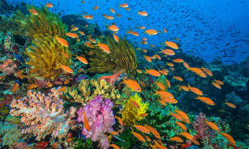 Taman Laut Bunaken